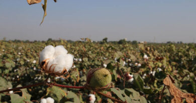 By opting for drip irrigation, cotton farmers can save water and reap profits
