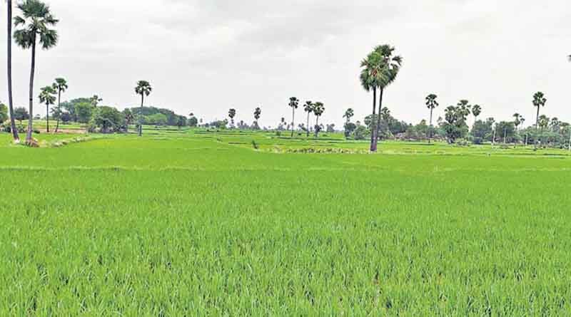 Kharif sowing in the country inches to 611 lakh hectare till now