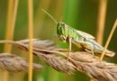 CIB & RC publishes recommended chemicals by FAO for locust control