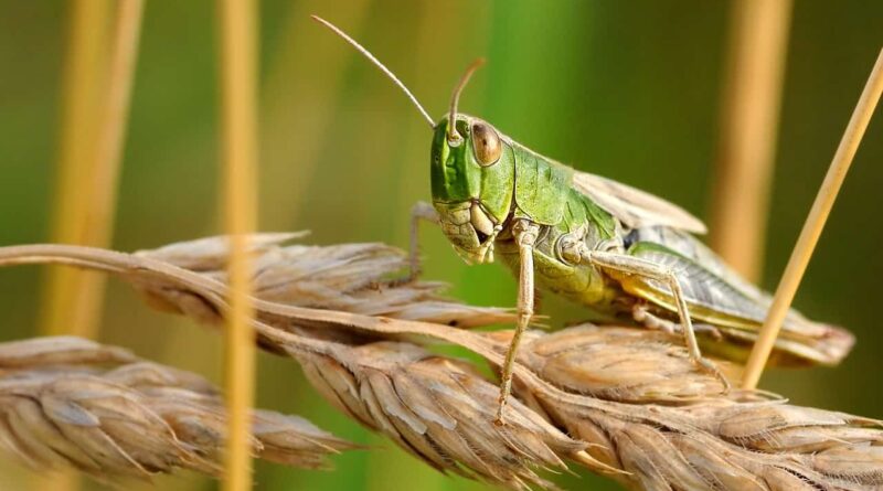 CIB & RC publishes recommended chemicals by FAO for locust control