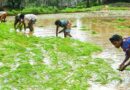 Role of Farmer Producer Organisations (FPOs) in Doubling Farmers' Income