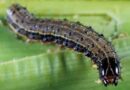 CIB & RC provides ad-hoc approval for Fall Army Worm