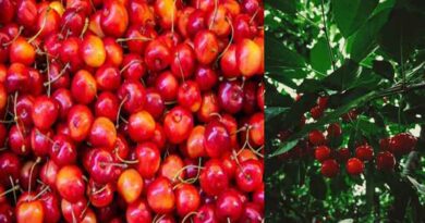 Mishri variety of cherries from Kashmir exported to Dubai