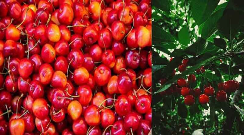 Mishri variety of cherries from Kashmir exported to Dubai