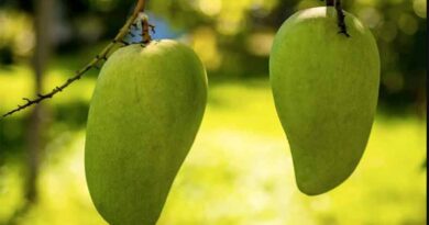 GI certified Fazil mango shipped to Bahrain