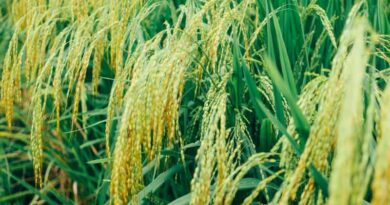 China harvests first batch of ‘space rice’ in hope to push food security