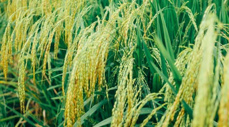 China harvests first batch of ‘space rice’ in hope to push food security