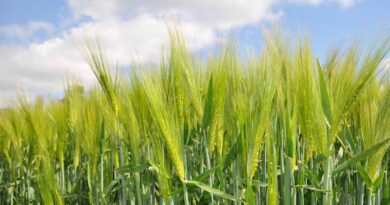 Choosing your winter barley varieties for this autumn