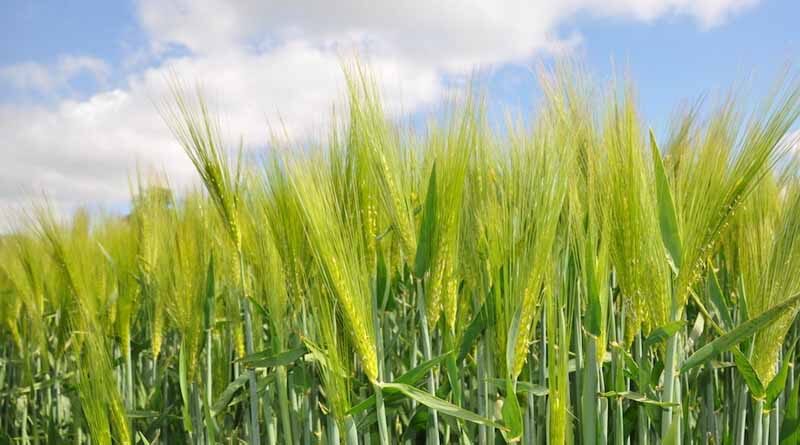 Choosing your winter barley varieties for this autumn