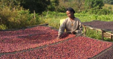 Effects of credit guarantee scheme in opening up lending to smallholder coffee cooperatives in Ethiopia examined