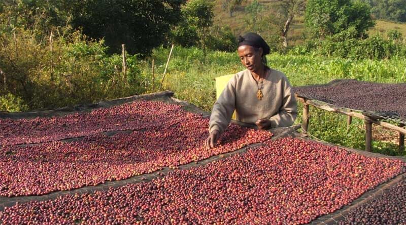 Effects of credit guarantee scheme in opening up lending to smallholder coffee cooperatives in Ethiopia examined