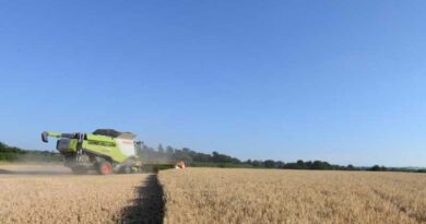 Hybrid barley topping harvest results