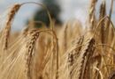 Enhanced rooting powers hybrid barley to victory