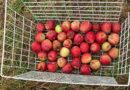 New era in pest control for Adelaide Hills orchards
