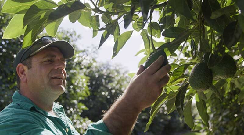 Luna Sensation delivering effective avocado disease control in Queensland