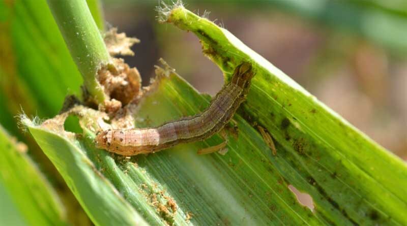 Invasive Alien Species cost Africa’s agricultural sector an estimated USD $65.58 billion a year