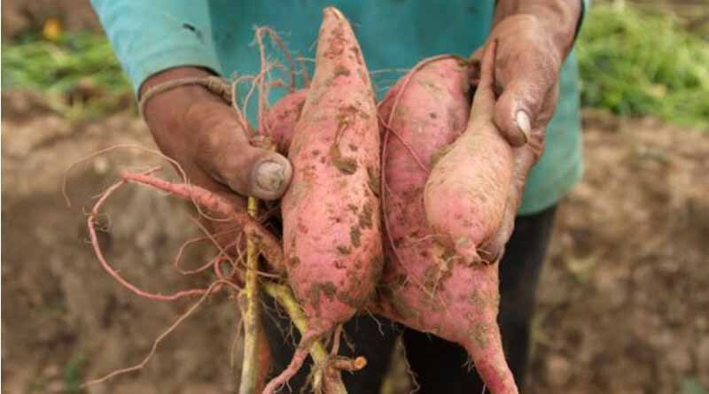 Zimbabwe Welcomes Launch of Vitamin A Orange Sweet Potatoes as a Wholesome Staple