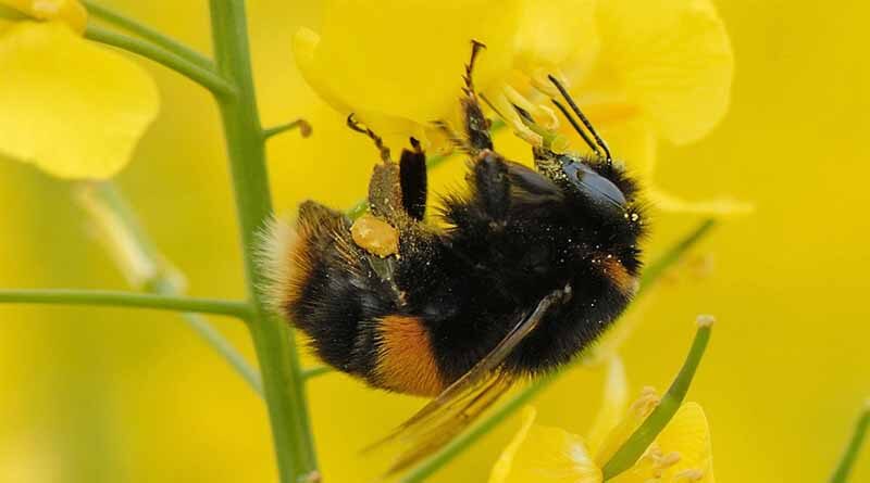 OSR increase to drive pollinator boost