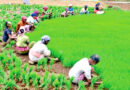 Agri Export Policy (AEP) focuses on Farmer Centric Approach