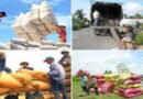 Agro-forestry exports increased sharply after the EVFTA came into effect