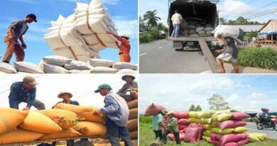 Agro-forestry exports increased sharply after the EVFTA came into effect
