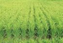Record Foodgrain production of 308 million tonnes in India
