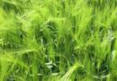 Hybrid barley varieties looking set for another podium position again this season