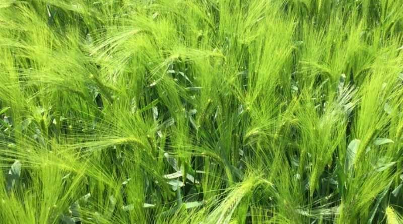 Hybrid barley varieties looking set for another podium position again this season