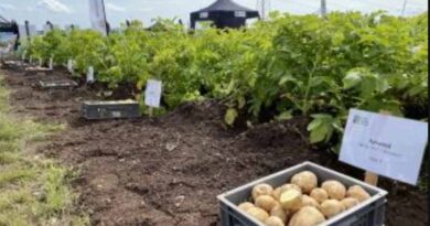 Potato Innovation and Translation Hub outlined at Potatoes in Practice 2021
