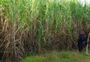 Record value of sugarcane worth nearly Rs. 91000 crores purchased by sugar mills in 20-21