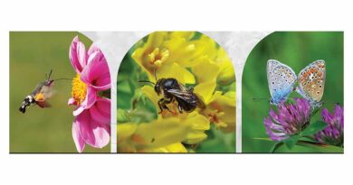 Safeguarding European Wild Pollinators