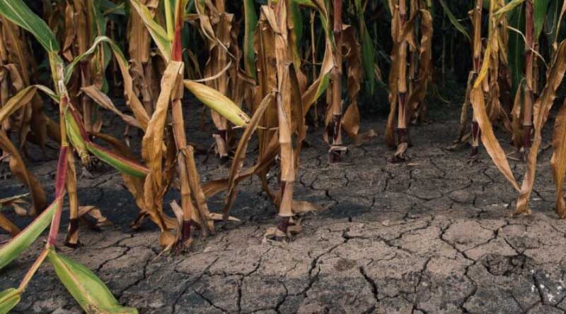 Crop limitations in a water-deprived environment.