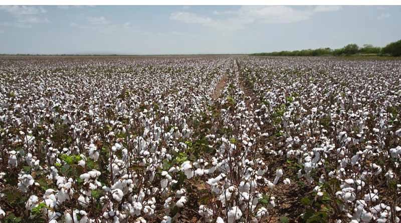 118 lakh hectares of cotton sown across India