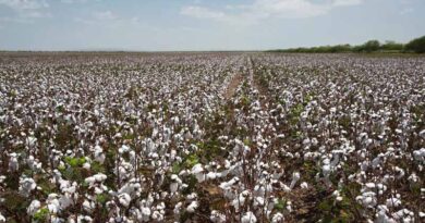 Brazil produced 6.9 million tons of cotton in 2019