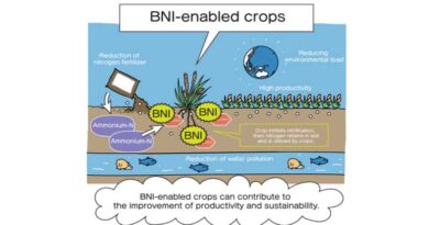 Nitrogen-efficient wheats can provide more food with fewer greenhouse gas emissions, new study shows