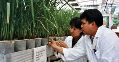 Global success in plant breeding celebrated by FAO and IAEA