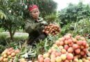 Vietnam’s agricultural products conquer the demanding EU market