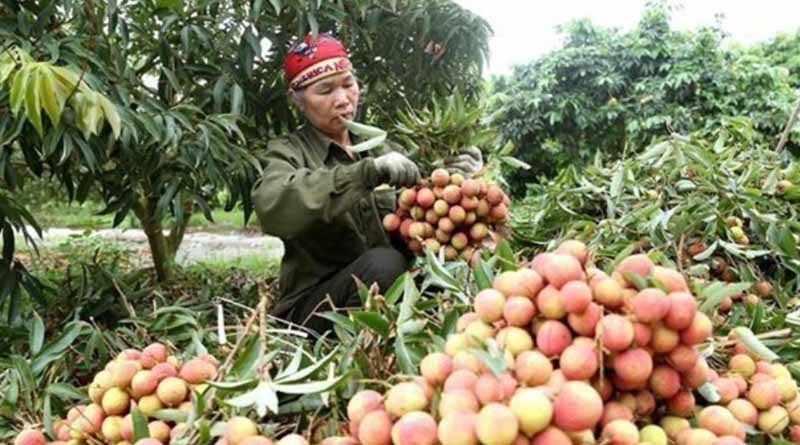Vietnam’s agricultural products conquer the demanding EU market