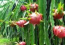 Hai Duong’s dragon fruit is granted a cultivation area code for export
