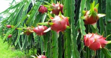 Hai Duong’s dragon fruit is granted a cultivation area code for export