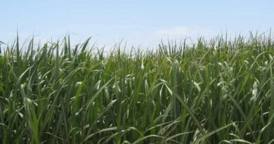 Proven Irrigation Solutions for Sugar Cane