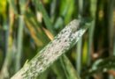 New barley powdery mildew resistance genes key to future resistance