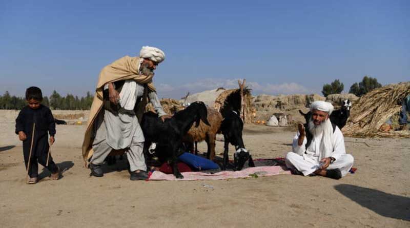 Afghanistan: FAO urges G20 countries to increase support for rural farmers