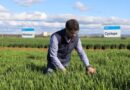 Australia: New barley varieties give growers a double benefit