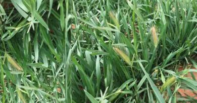 Monitor barley grass for late control and testing