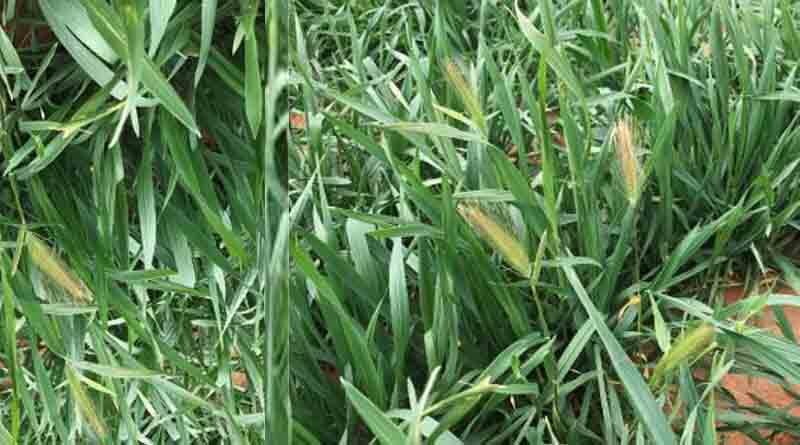 Monitor barley grass for late control and testing