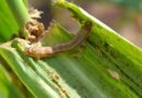 Armyworms invade US lawns, pesticide sales see boost