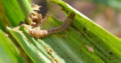 Armyworms invade US lawns, pesticide sales see boost