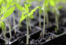 Plant sciences, data sciences, artificial intelligence (AI) to help develop agricultural climate-proof crops