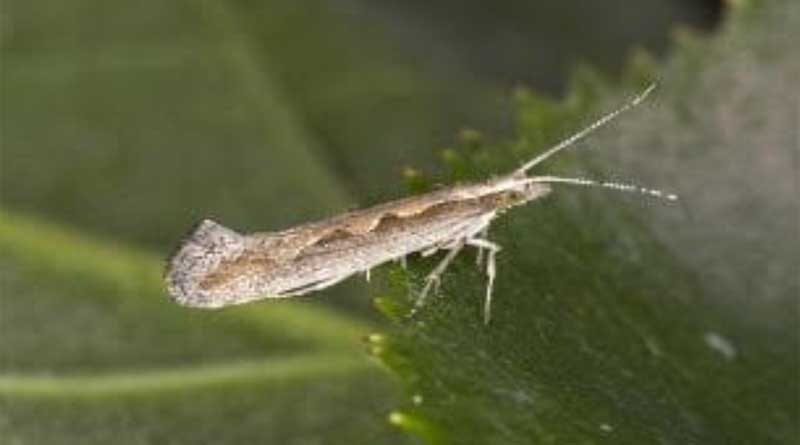 Crop-eating moths will flourish as climate warms
